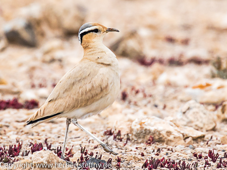 Sahararennvogel Fuerteventura